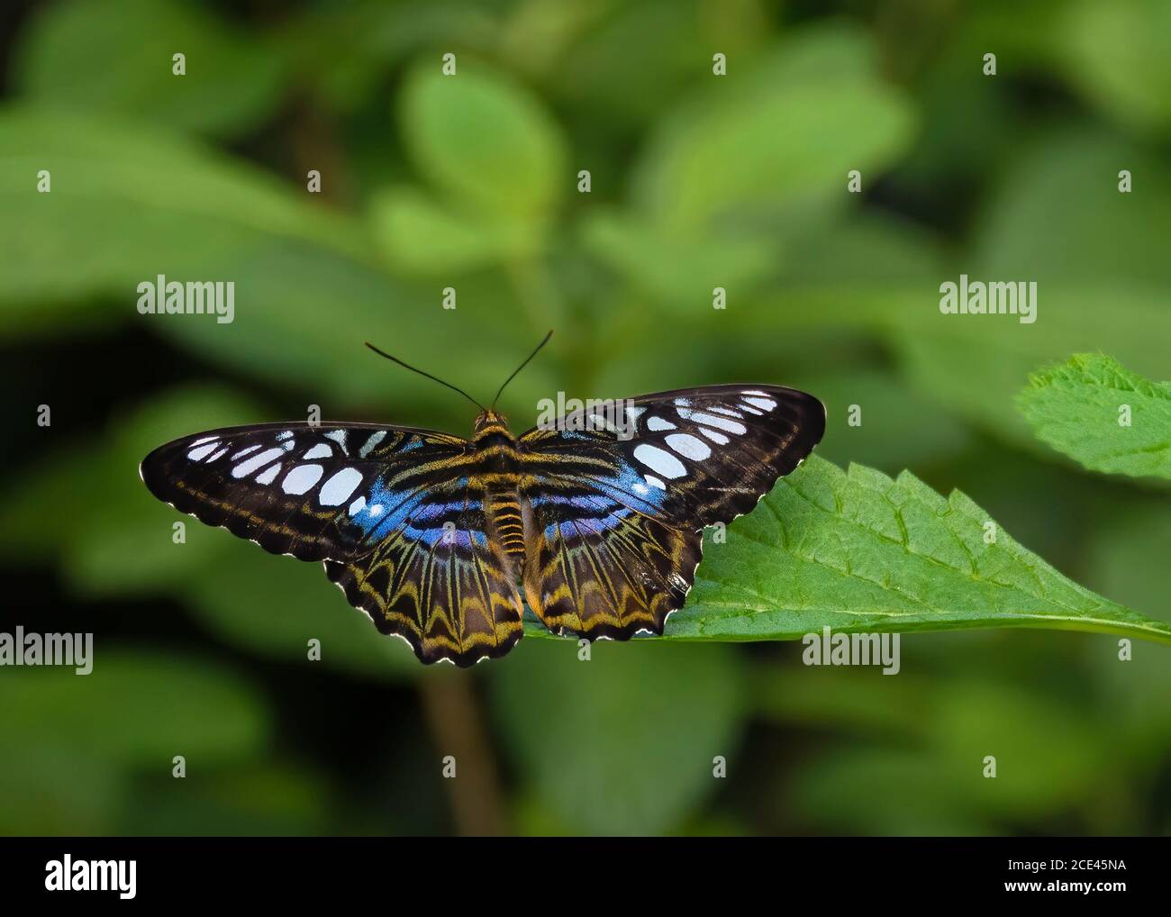 Clipper Blue Butterfly Foto Stock