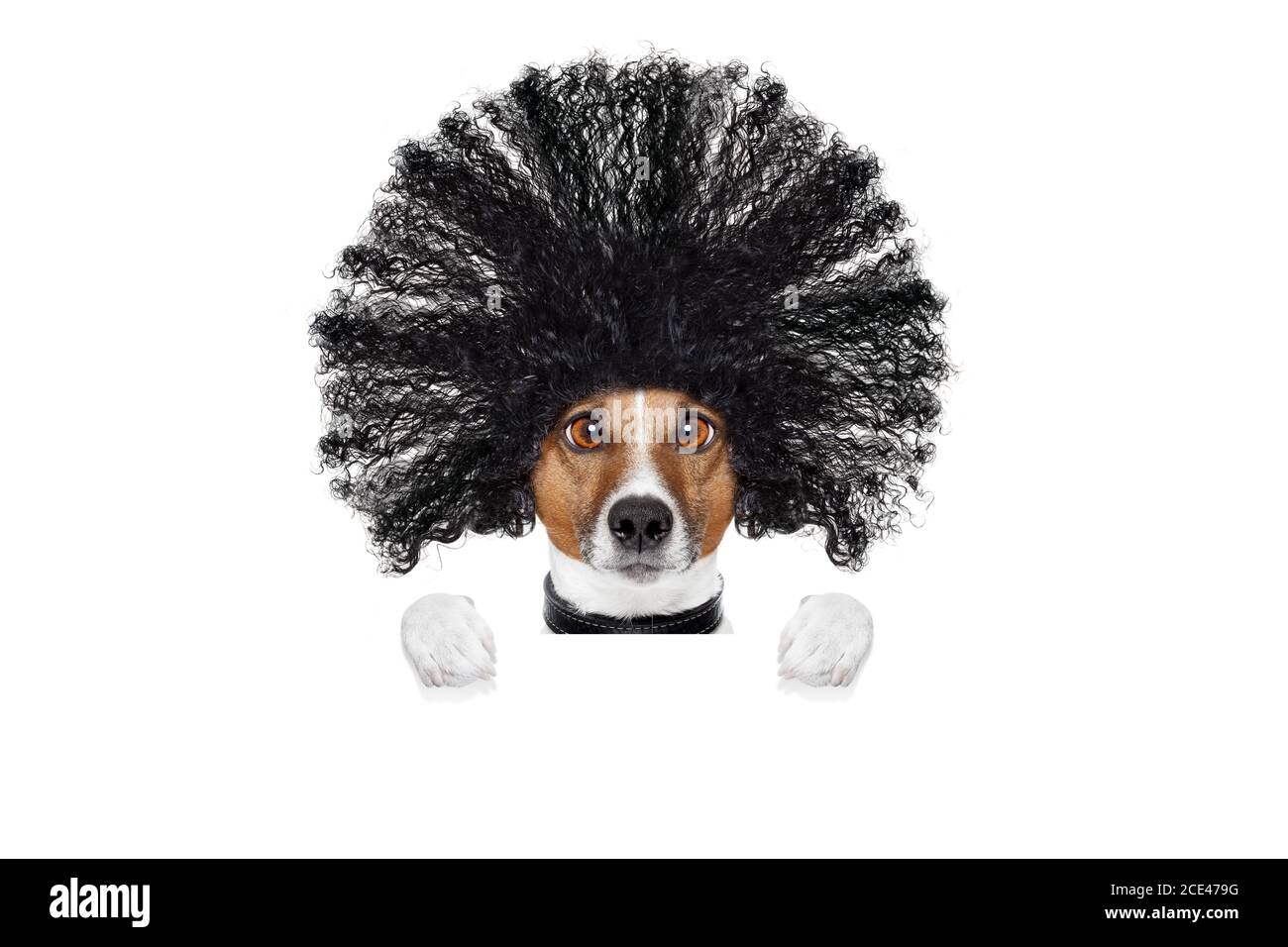 cane di cura presso i parrucchieri Foto Stock