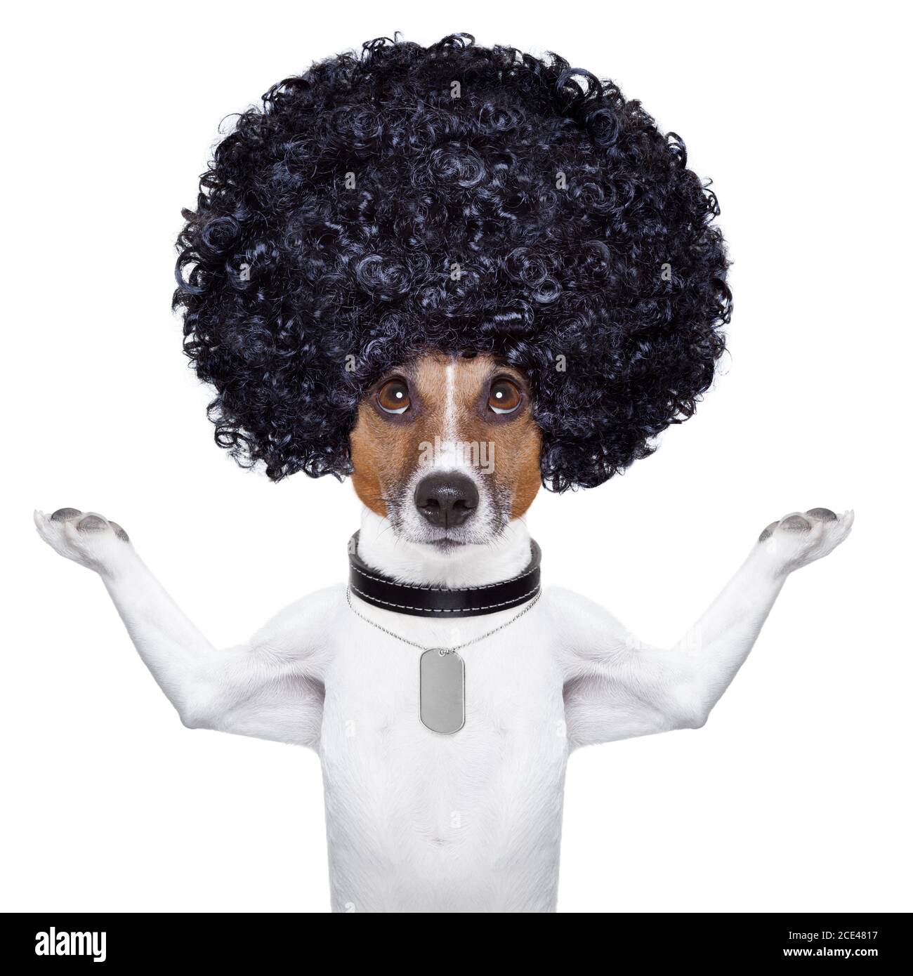 cane di afro Foto Stock