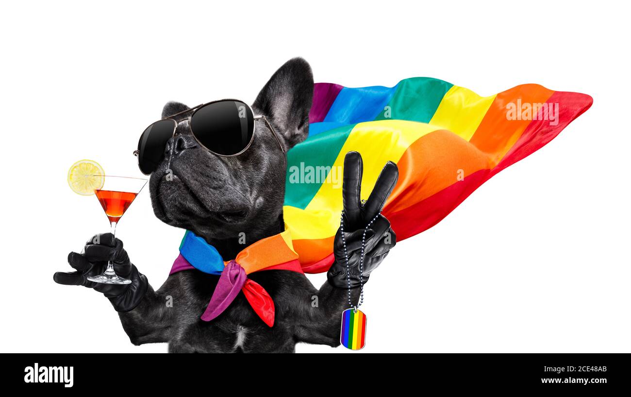 cane di orgoglio gay Foto Stock