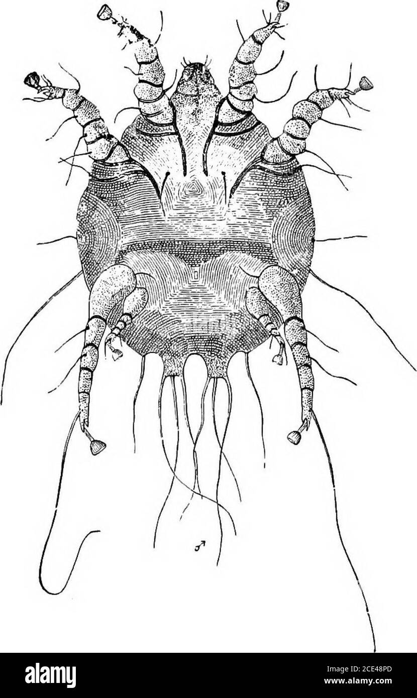 . I principi e la pratica della chirurgia veterinaria . Fig. 129.-Dermatodectes bovis.-(Gbelach.) 716 MALATTIE DELLA PELLE. SINTOMI NELL'OX. I sintomi sono simili a quelli del cavallo. I derma-todetti sono generalmente osservati circa l'appassimento e la radice della coda, e presto si estendono a tutto il corpo, tranne gli arti, causando grave prurito, una caduta dai capelli, addensamento, indurimento, e corrugazione della pelle, insieme a crepe orfenditure. L'animale si strofina e si lecca causando ferite e abrasioni, da cui si versa un essudato che, insieme al dilris dell'epidermide, Foto Stock