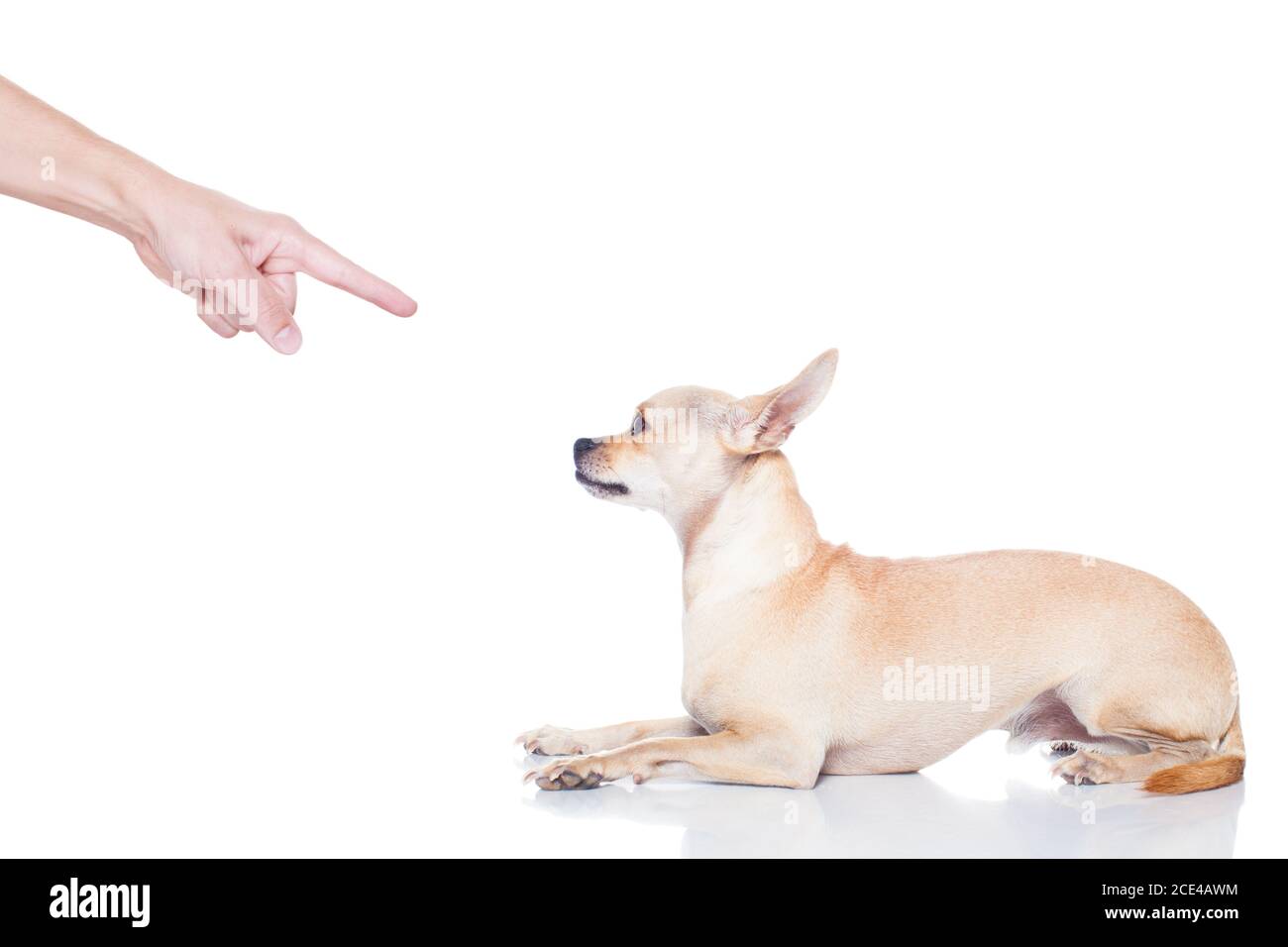 il cane e il proprietario puniscono Foto Stock