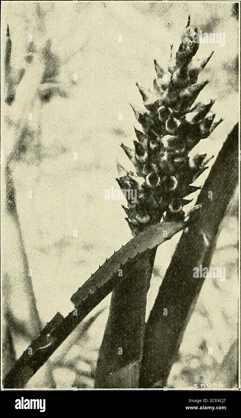 . Bulletin de la Société botanique de Genève. Xées(fig. 77). Leur Inflorescence cy-lindrique compacte, dun jaunelivide, aux pétales jaune-vert(pii tournent ra|)idemeil aubrun olivâtre sur le fond gris-argenté des bractées courtes,nest certaement pas adaptéeà hi isile descoliljris. Les feudscharnus disponés en épi dense,sont, dit-oii, disséminés par leschauve-souris frugiores dontil y a (fuaiilit( au Paraguay.CEST à I. .MRI,ri:II que nous(IcNoiis cette ol)seralioiii (pii aété coilirinée par dautires. Mais rintérèl lioiologique des liroineliaces paragiia>eniies secondcenter Plus particu Foto Stock