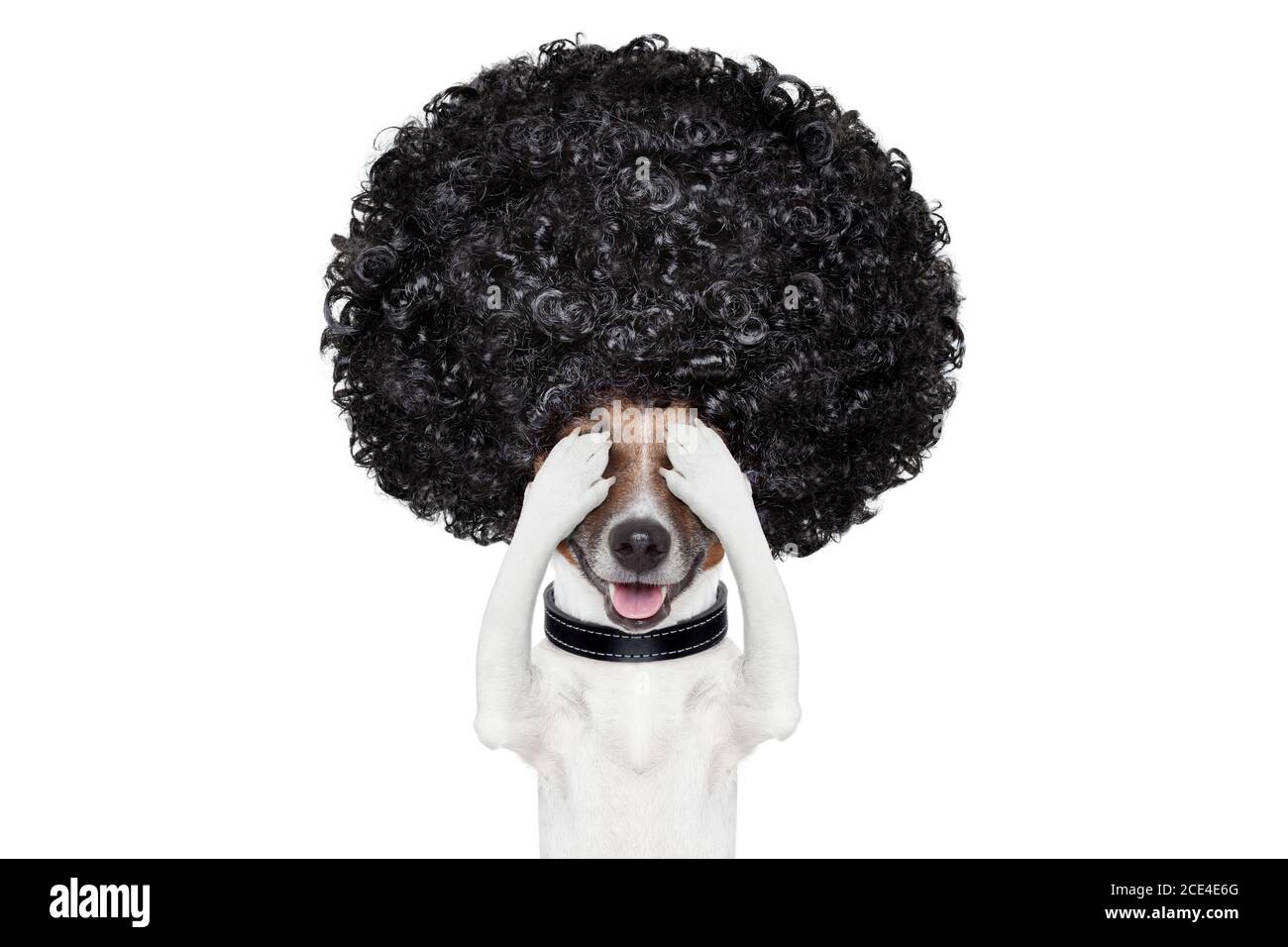 cane di cura presso i parrucchieri Foto Stock