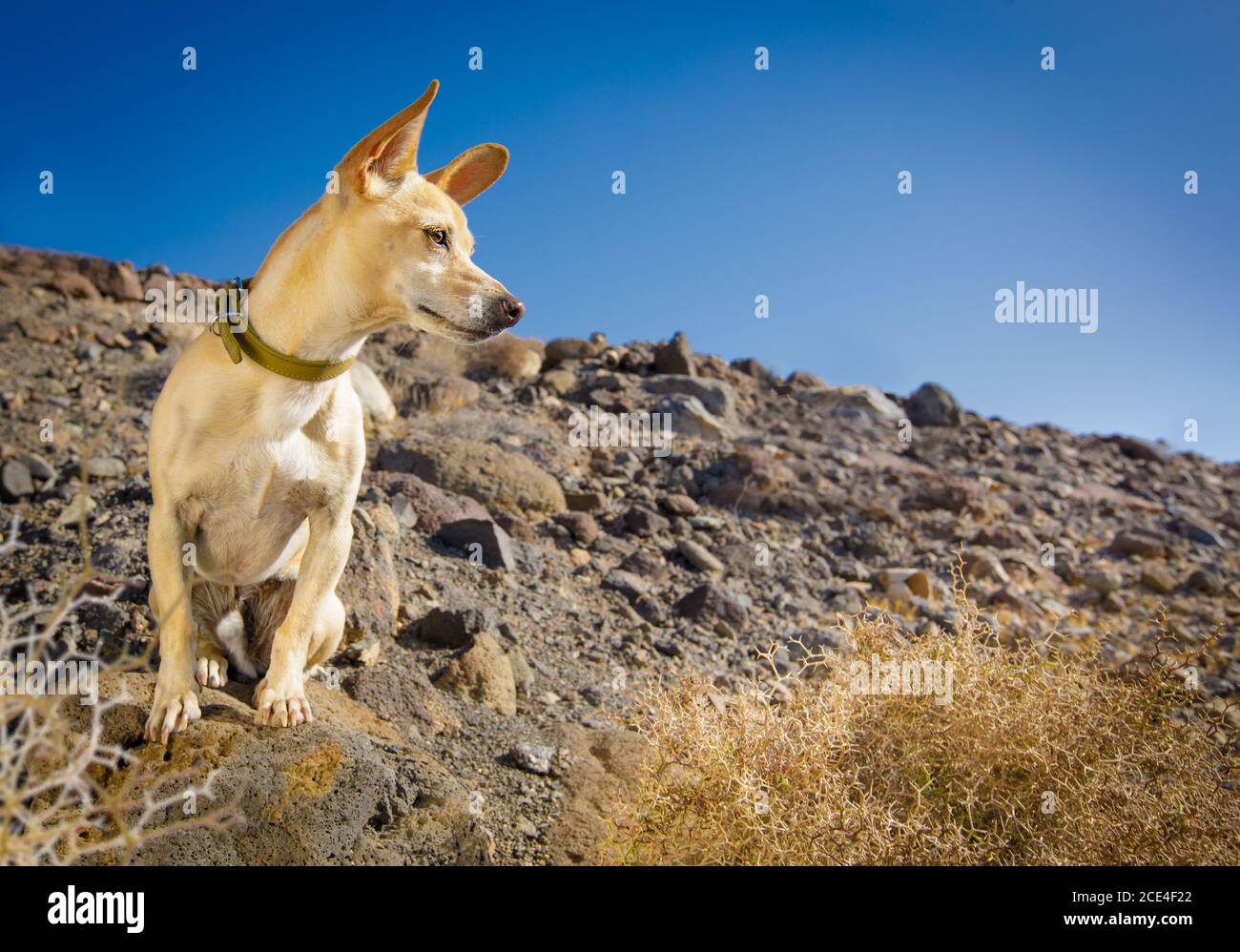 cane pronto ad andare per una passeggiata Foto Stock
