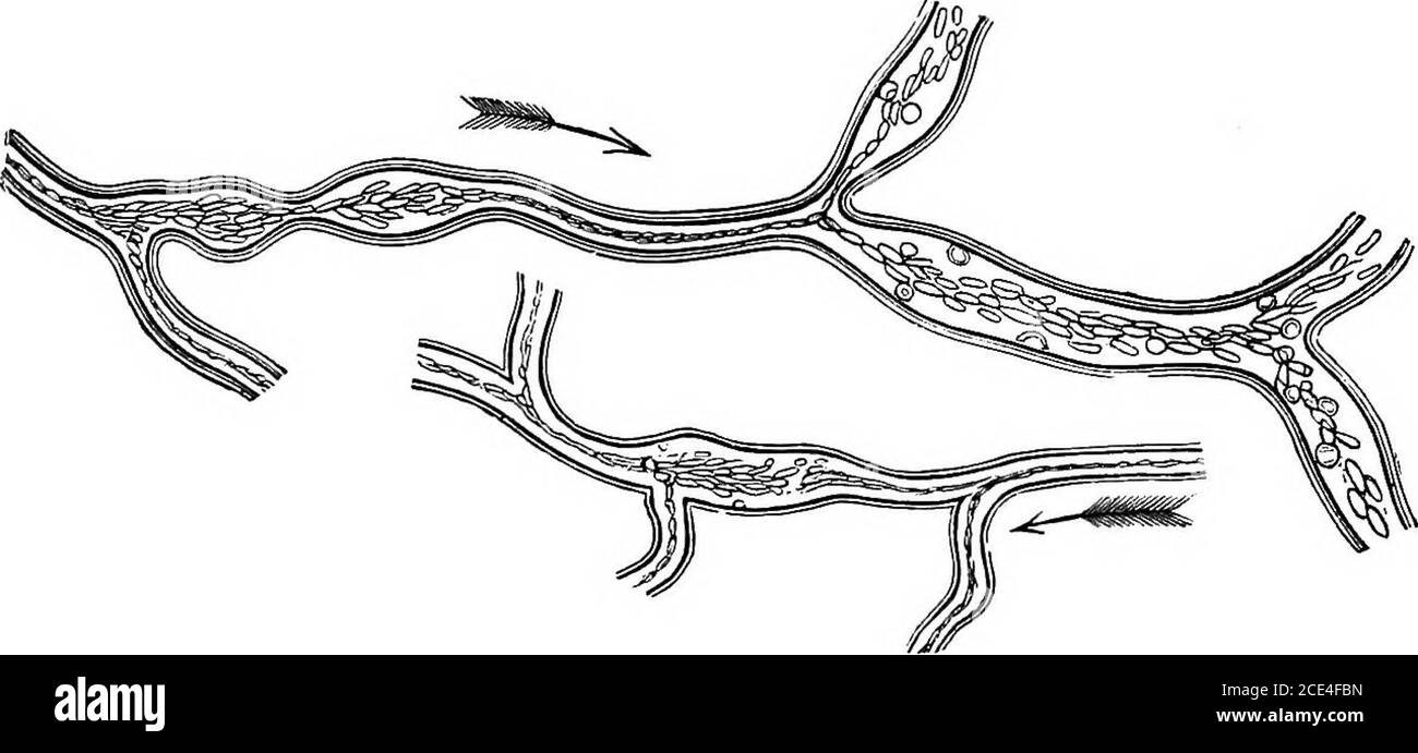 . I principi e la pratica della chirurgia veterinaria. Egli vasi con-tract, quindi il movimento di sangue diventa inhem più rapido, come quando un fiume che entra in un percorso stretto si muove attraverso con un flusso più veloce, e che poi, quando i vasi si allargano, il flusso di soia diventa nella stessa proporzione più lento. Ma thisis lungi dall'essere vero; il flusso diventa più lento quando l'arteria orTein si restringe dalla contrazione, e poi, come il tubo?dUates, il flusso cresce più velocemente, e poi, senza alcun cambiamento appreci-abile di dimensione, può diventare di nuovo più lento, fino a che completa insues in, almeno, una parte di Foto Stock