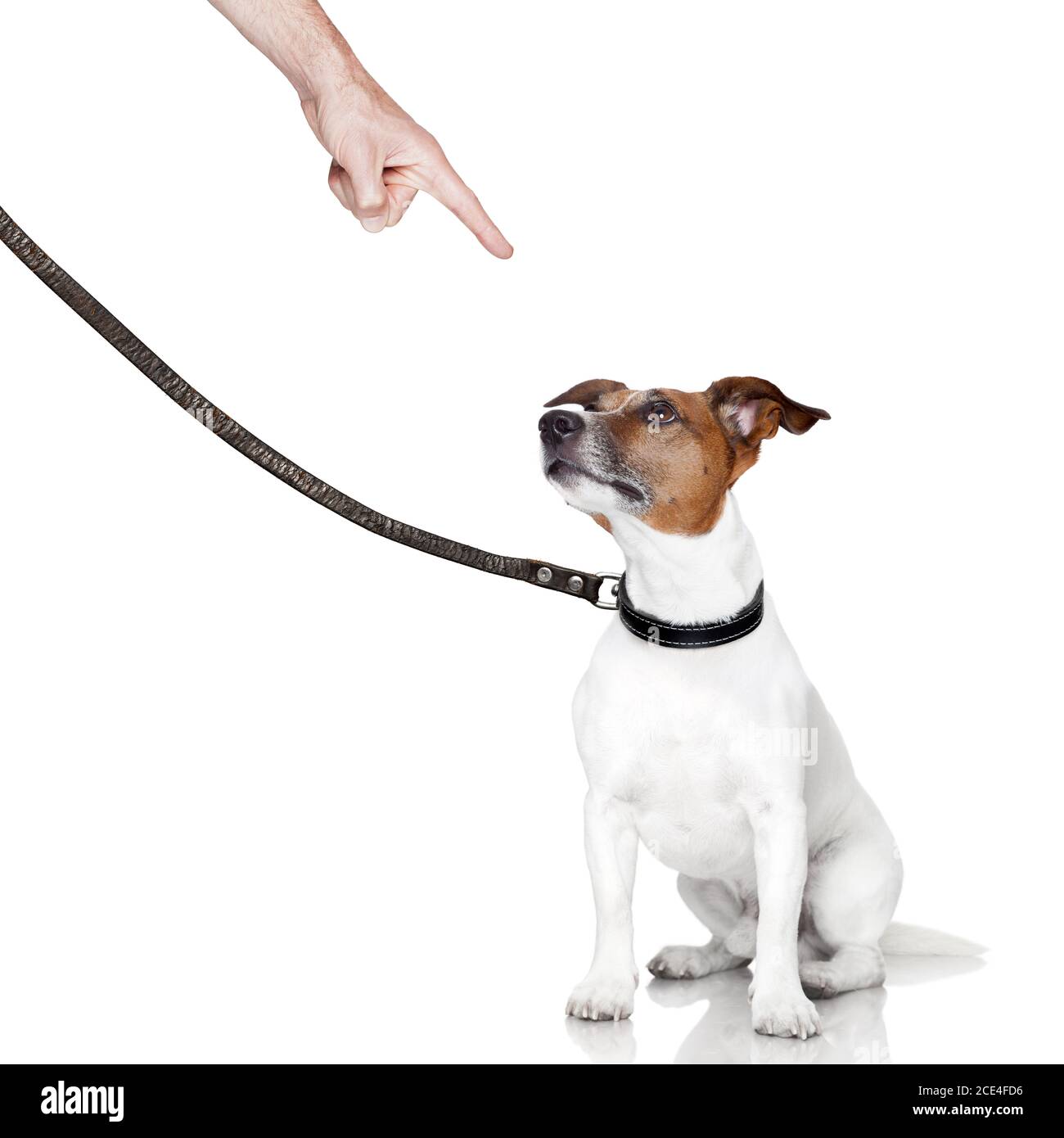 Bad Dog cercando Foto Stock