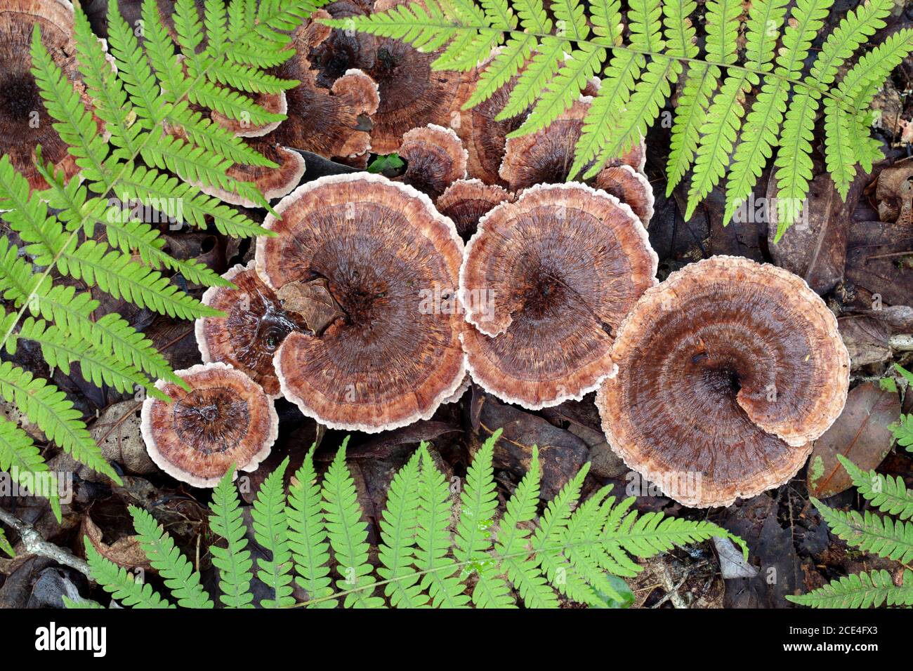 Funghi dentifrici a zonata (Hydnellum concrescens) tra felci - Pisgah National Forest, vicino a Brevard, Carolina del Nord, USA Foto Stock