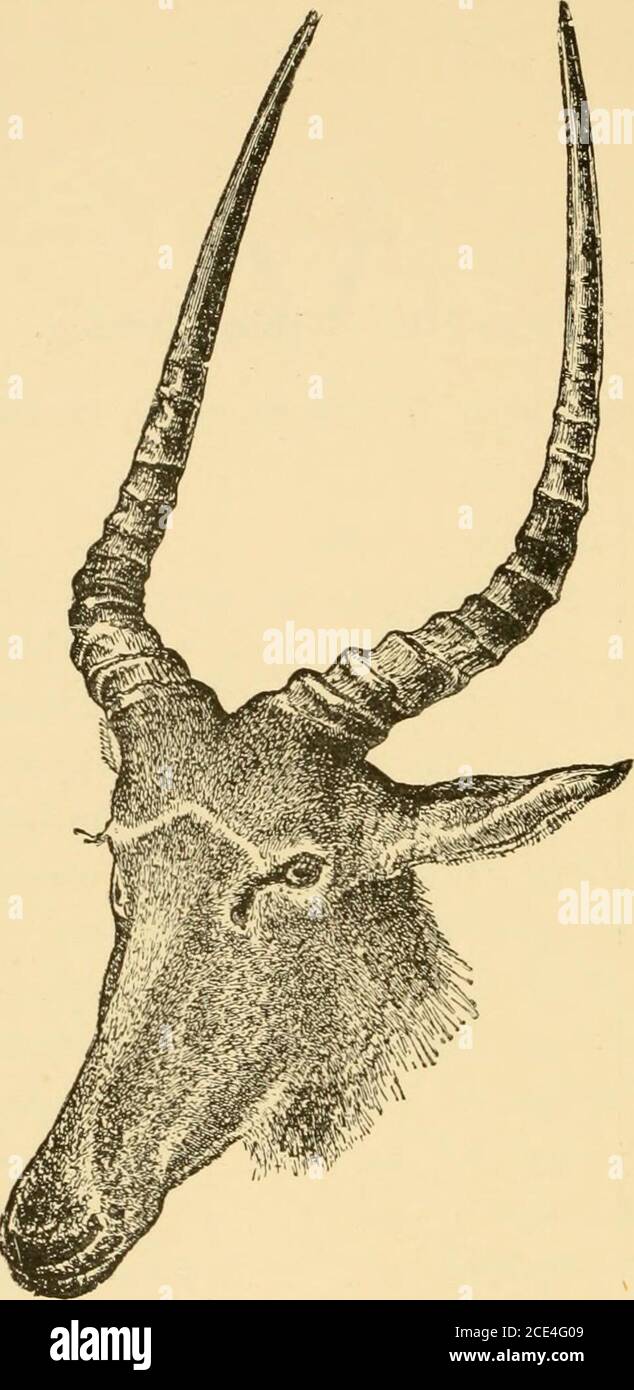 . Misurazioni e pesi dei corni del grande gioco del mondo: Essere un record per l'uso di sportivi e naturalisti . nburgh. H 61 7i Sir Victor Brookes Collection, 14 si 74 Rowland Wards Collection. 13I 6J 7f South Africa British Museum. I3f 51 64 W. C. Oswell. I3i 5 5i F. C. Selous. I3t 5 9f H. R. H. Duca di Edimburgo. I2f St 4i Major-Gen. Arthur Ellis, C.S.I. I2f 4f 7 South Africa British Museum. I2| 6 9f F. J. Horniman. BONTEBOK. 6cj BONTEBOK (bubalis pygargus).Habitat - Sudafrica. Le corna assomigliano molto a Blcssbok. Lunghezza. Circo-ference. Punta alla punta. Habitat. Proprietario. I6f 6f 94 Britii Foto Stock