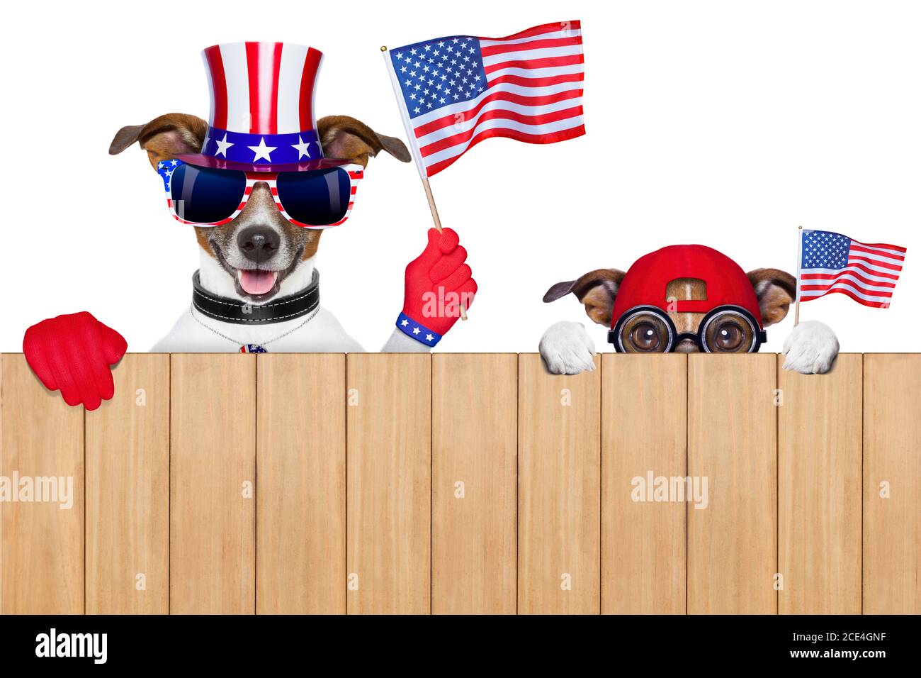 cani americani Foto Stock