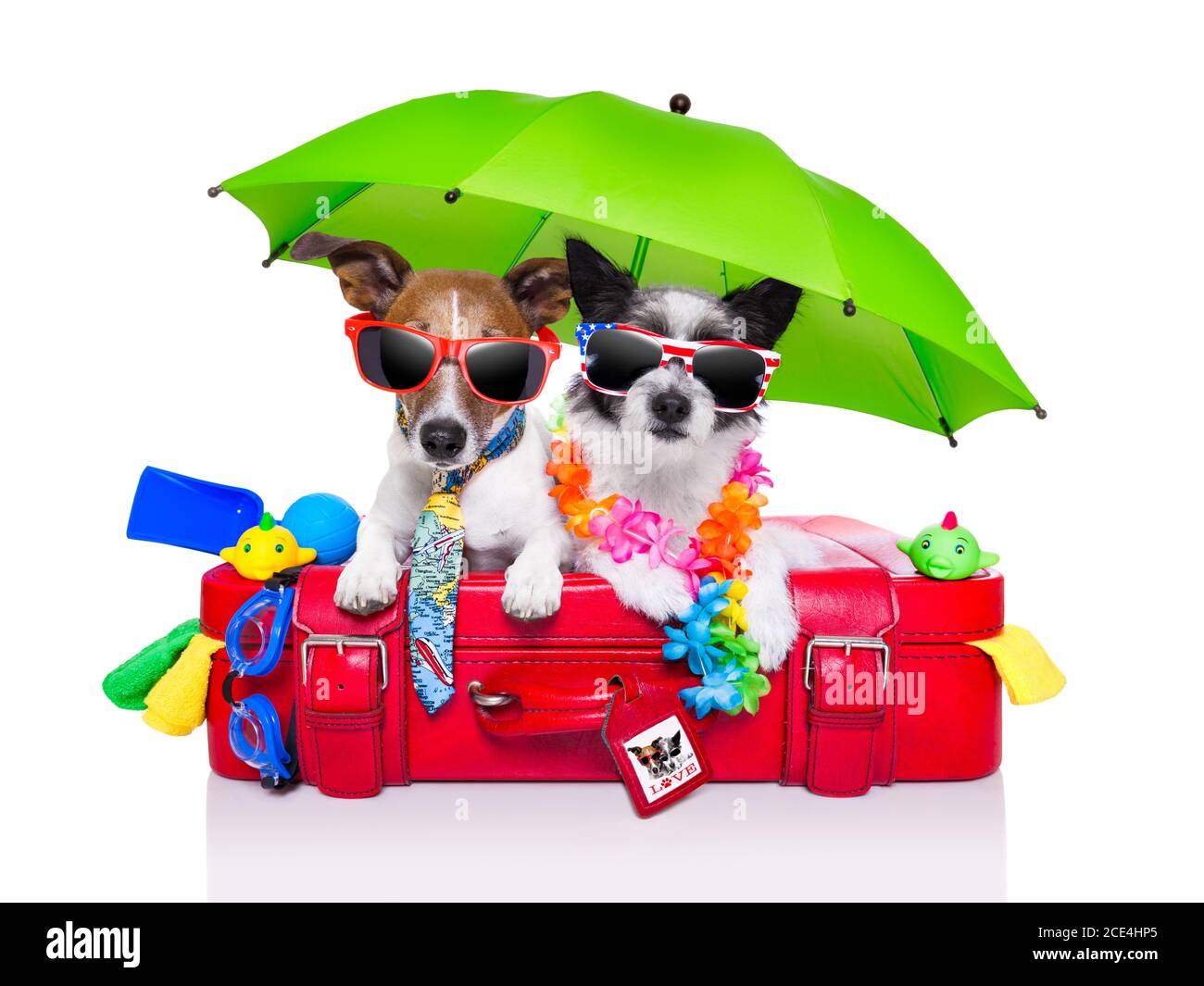 cani da vacanza Foto Stock