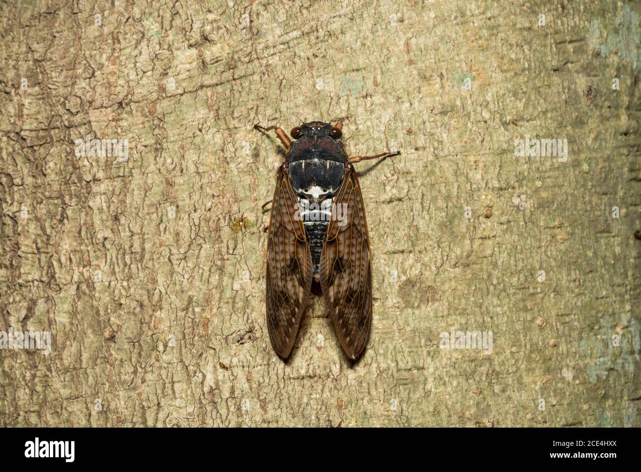 Grande cicada bruna ( Graptopsaltria nigrofuscata ), Città di Isehara, Prefettura di Kanagawa, Giappone Foto Stock