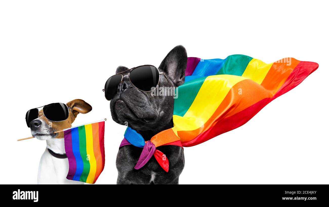gay orgoglio cani Foto Stock