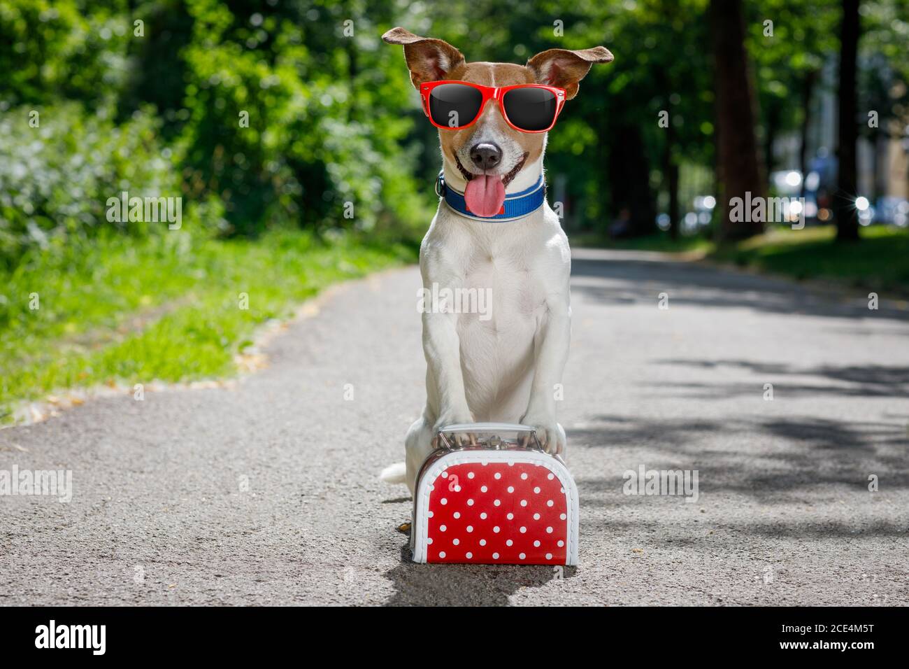 cane abbandonato perso e senza casa Foto Stock