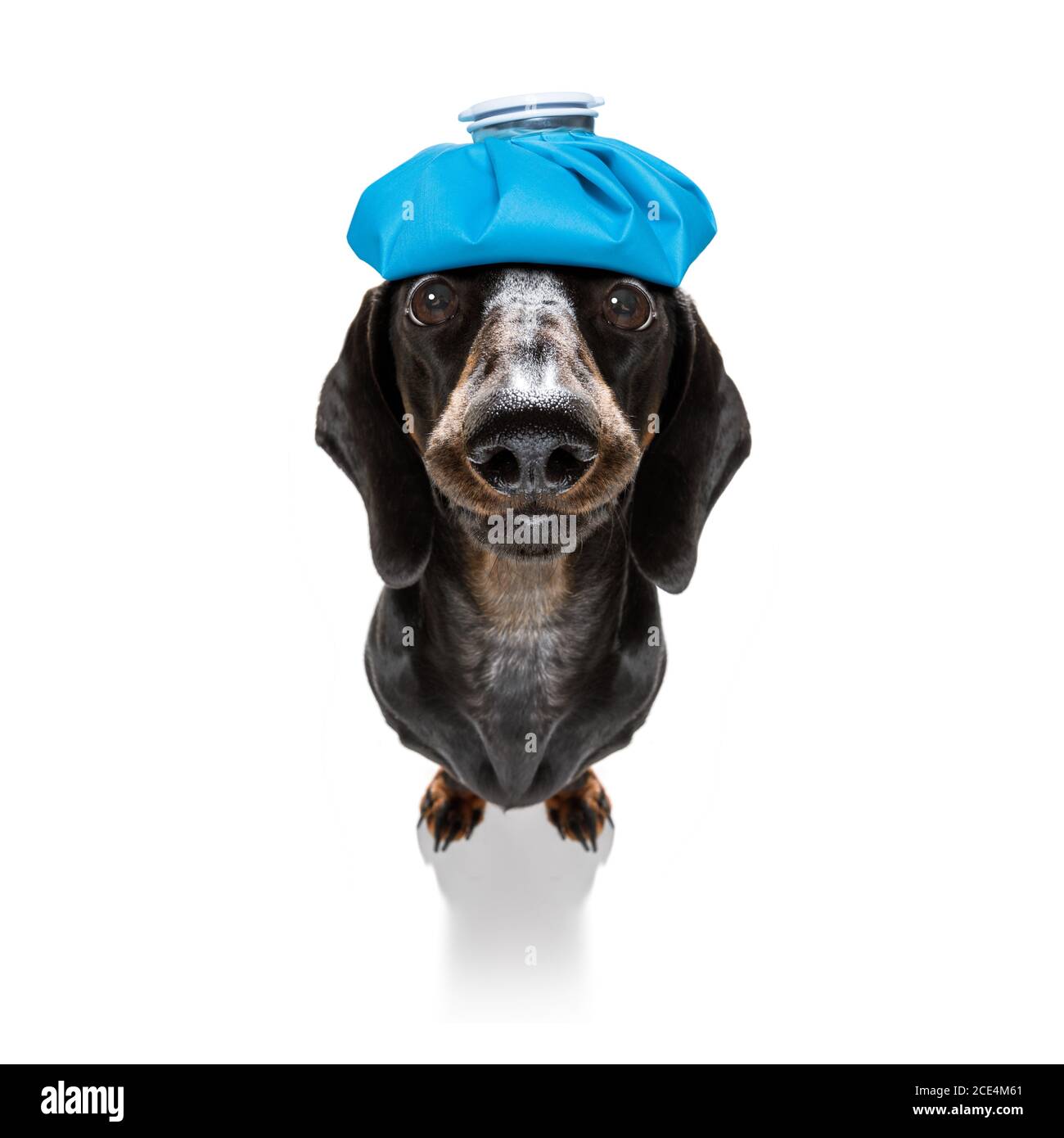 malato cane malato con malattia Foto Stock