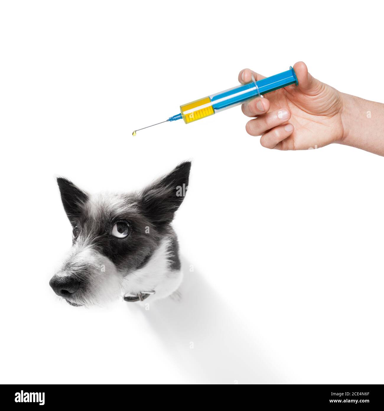 cane e siringa di vaccino Foto Stock