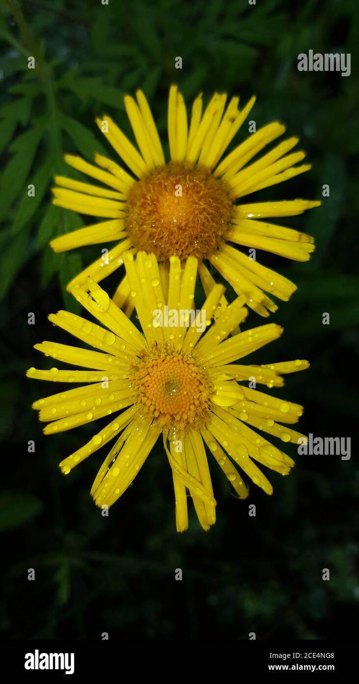 foto due fiori gialli in gocce di pioggia su a. sfondo verde Foto Stock