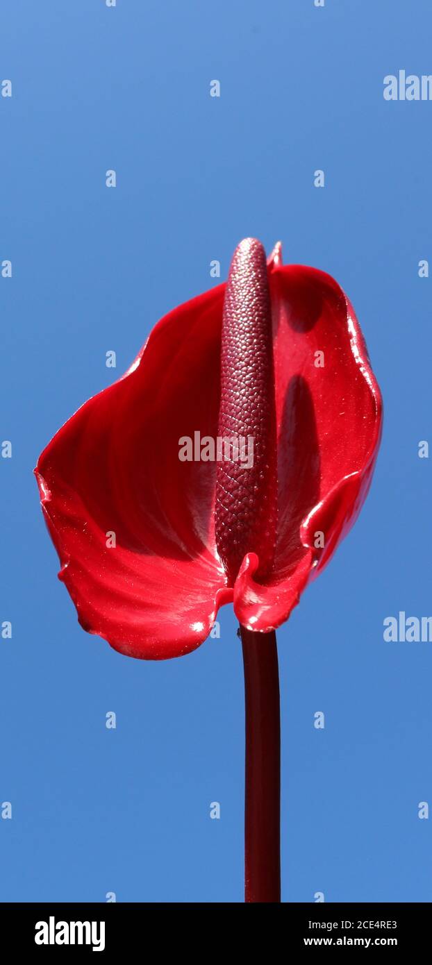 Un giglio di pace rosso stupefacente isolato contro un cielo blu chiaro e luminoso. Bello alto dettaglio bagnato composizione verticale il petalo di questo fiore unico e. Foto Stock