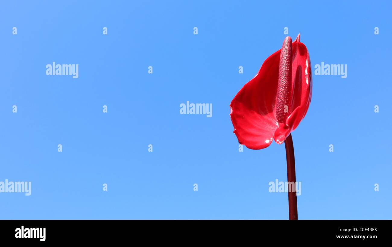 Un giglio di pace rosso stupefacente isolato contro un cielo blu chiaro e luminoso. Splendida vista di alto dettaglio il petalo lucido di questo fiore e gambo unico. Foto Stock