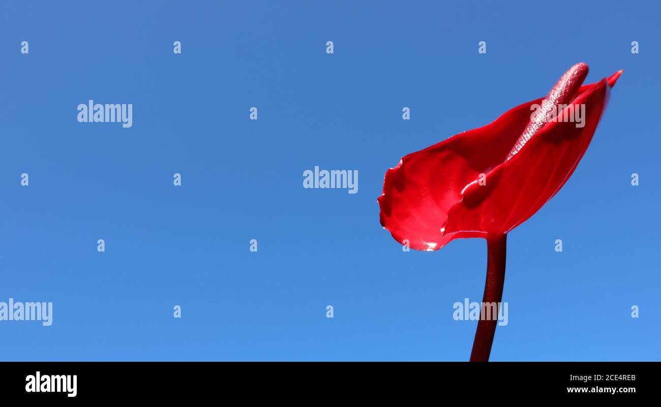 Un giglio di pace rosso stupefacente isolato contro un cielo blu chiaro e luminoso. Bella vista di alto dettaglio il petalo di questo fiore e gambo unico. Foto Stock