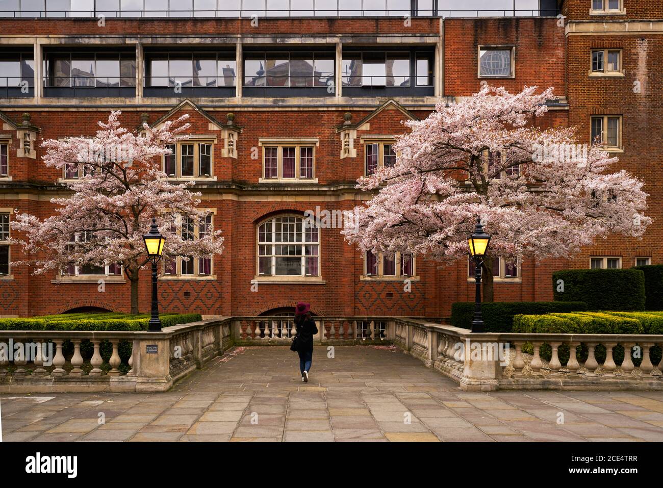 Donna che cammina in alberi di fiori di ciliegio con edifici rossi belli a Londra, Inghilterra Foto Stock