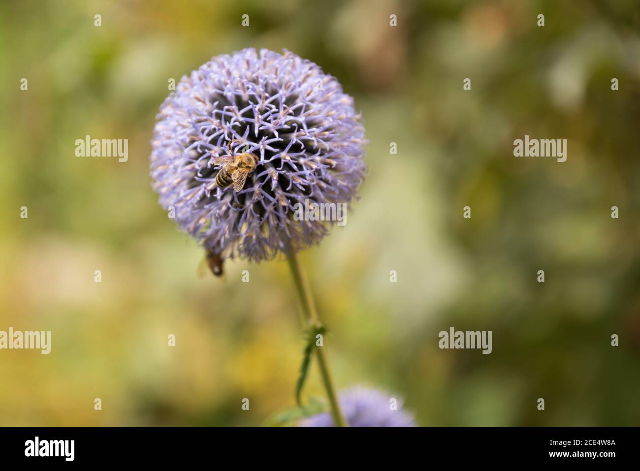 Ape su una cipolla ornamentale - primo piano palla porro Foto Stock