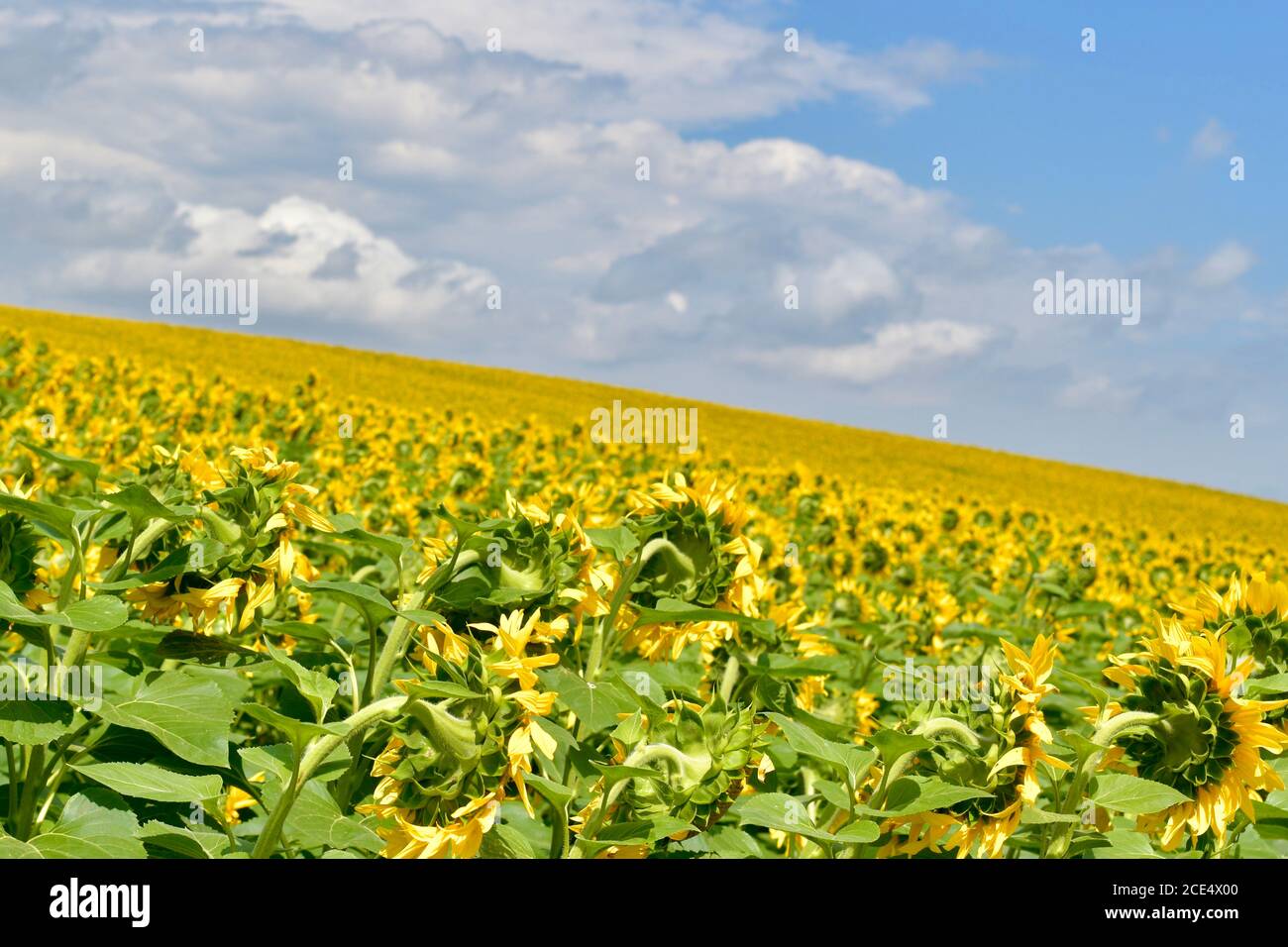 Un campo di girasoli in fiore, un primo piano della parte posteriore dei fiori, un pendio diagonale della linea dell'orizzonte. Foto Stock