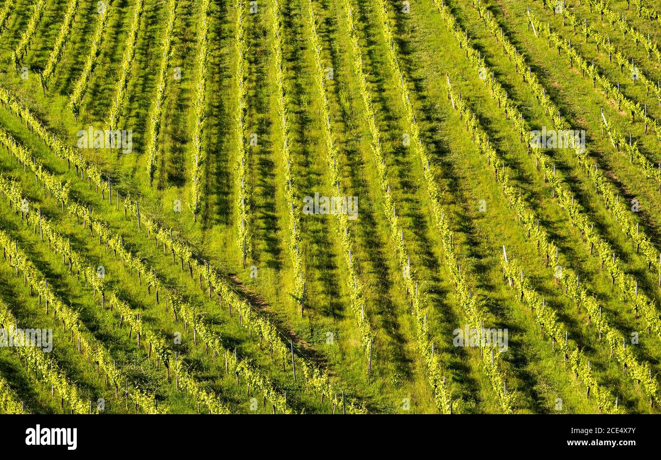 Belle file verdi di piante d'uva in estate in Austria Foto Stock