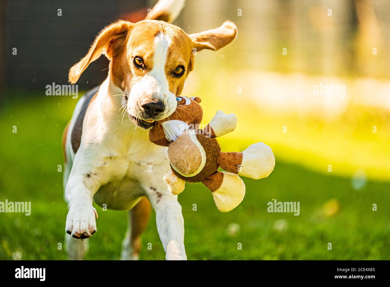 Carino cane tricolore beagle corre verso la macchina fotografica con il giocattolo dentro la sua bocca Foto Stock
