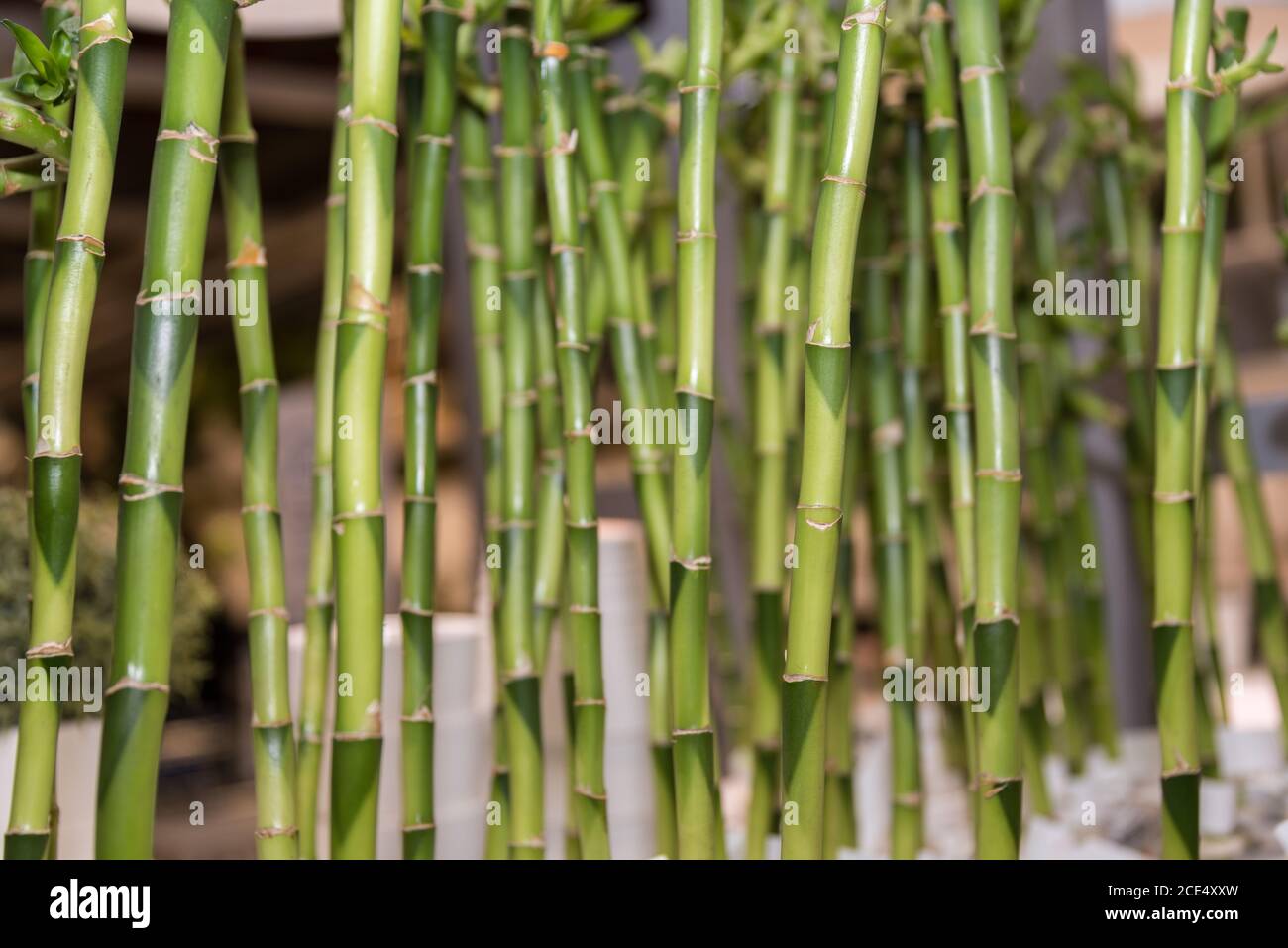 Bambù - materiale da costruzione e materia prima canna di bambù Foto Stock