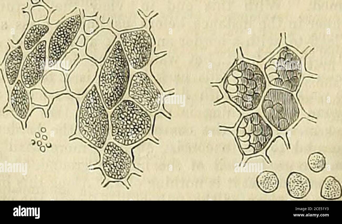 . La cronaca dei giardinieri e la gazzetta agricola . all'interno o senza la pianta dalle ceneri di legno, dal difetto dei sali di potassa. Attualmente non siamo in condizione di spiegare quale possa essere l'influenza atesatta, ma il fatto che le cellule siano forate in ogni parte della radice, dove non sono fasci vascolari con tali masse dense di endocromo azotato, e la prevenzione della malattia mediante l'applicazione di legname che contengono diversi sali di potassa, ci portano a immaginare che questi sali sono in qualche modo necessari per prevenire questo accumulo, entrando in nuovi chemicalcombi Foto Stock