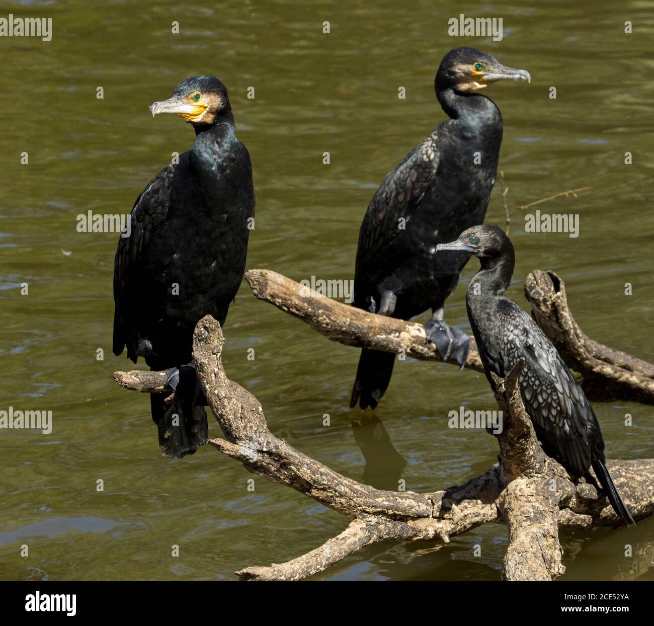 Due grandi cormorani, Phalacrocorax carbo, con piccolo cormorano nero, Phalacrocorax sulcirostris, su un tronco sovrastante acqua in Outback Australia Foto Stock