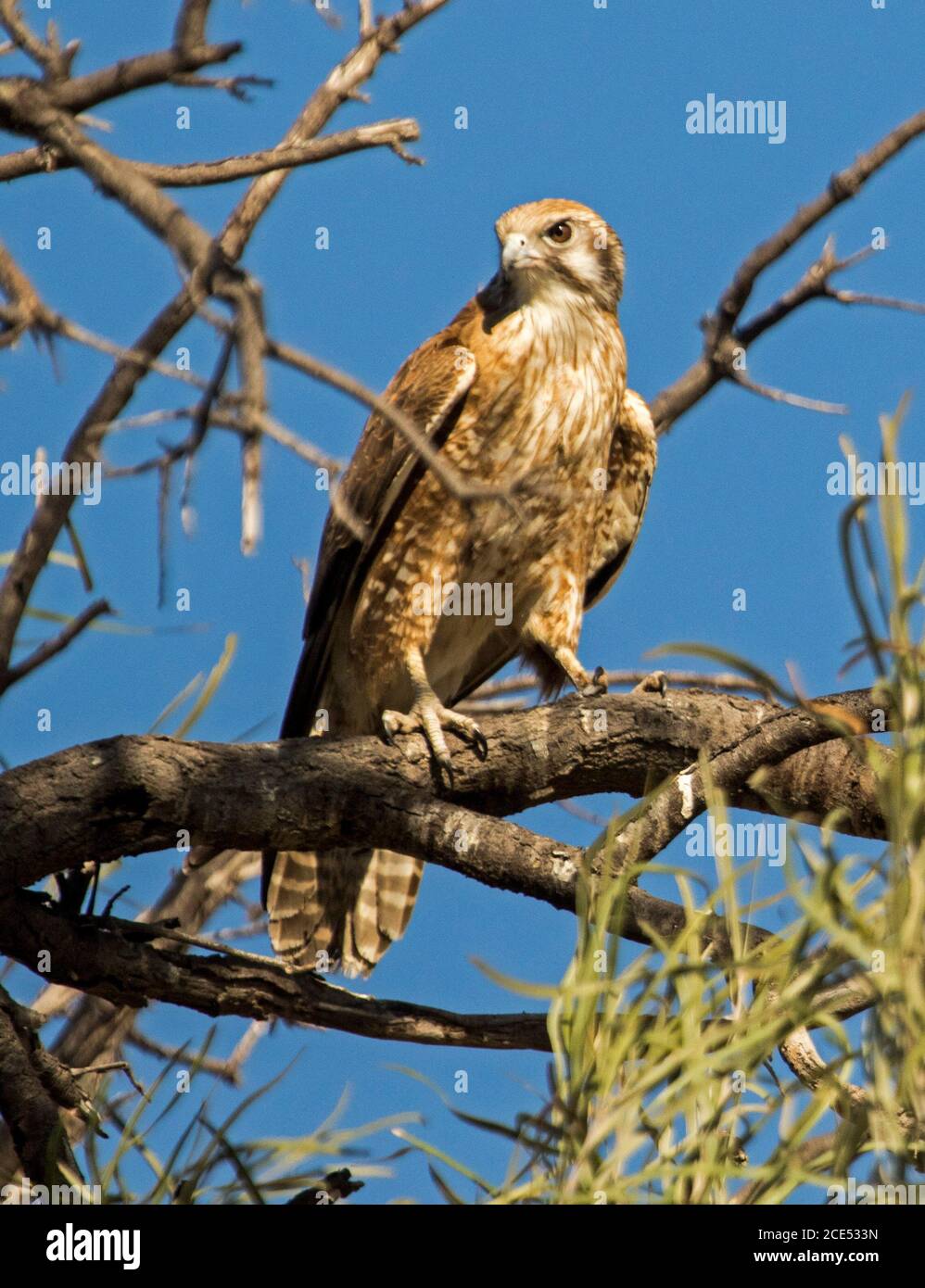 Australiano Brown Falco berigora, arroccato su un ramo di un albero contro un cielo blu Foto Stock