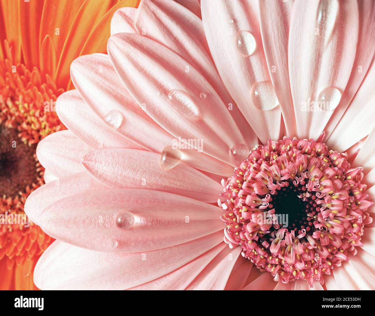 Gerbera rosa fresca Foto Stock