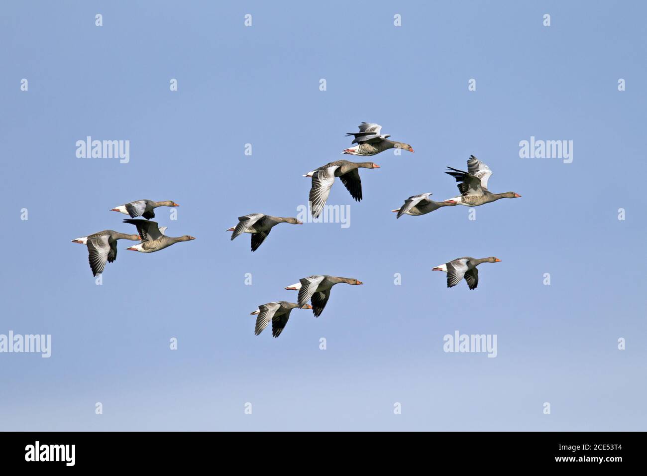 Gylag Geese durante la migrazione Foto Stock