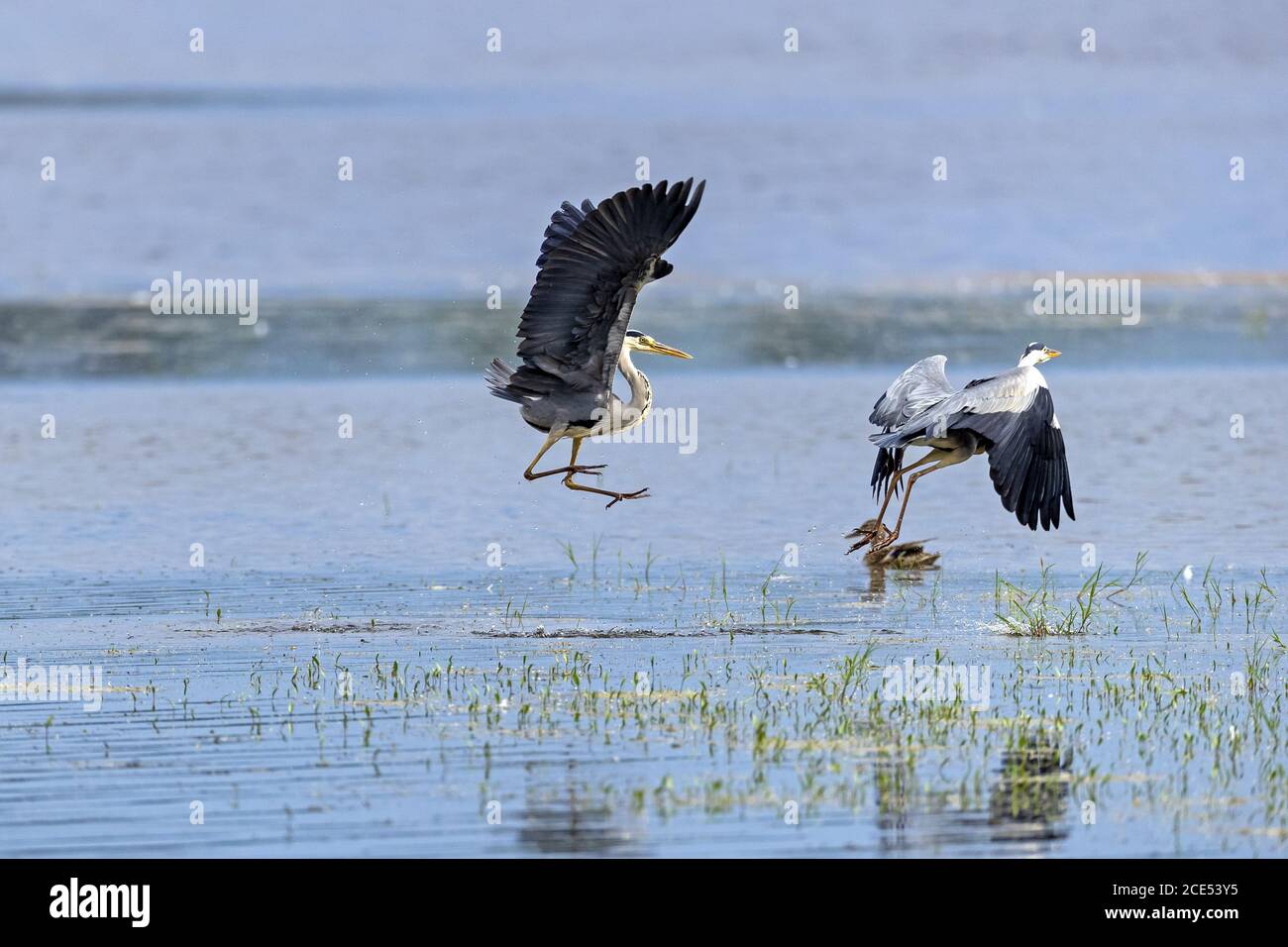 Due Grey Herons combattono ancora e ancora per il meglio luoghi per catturare il pesce Foto Stock