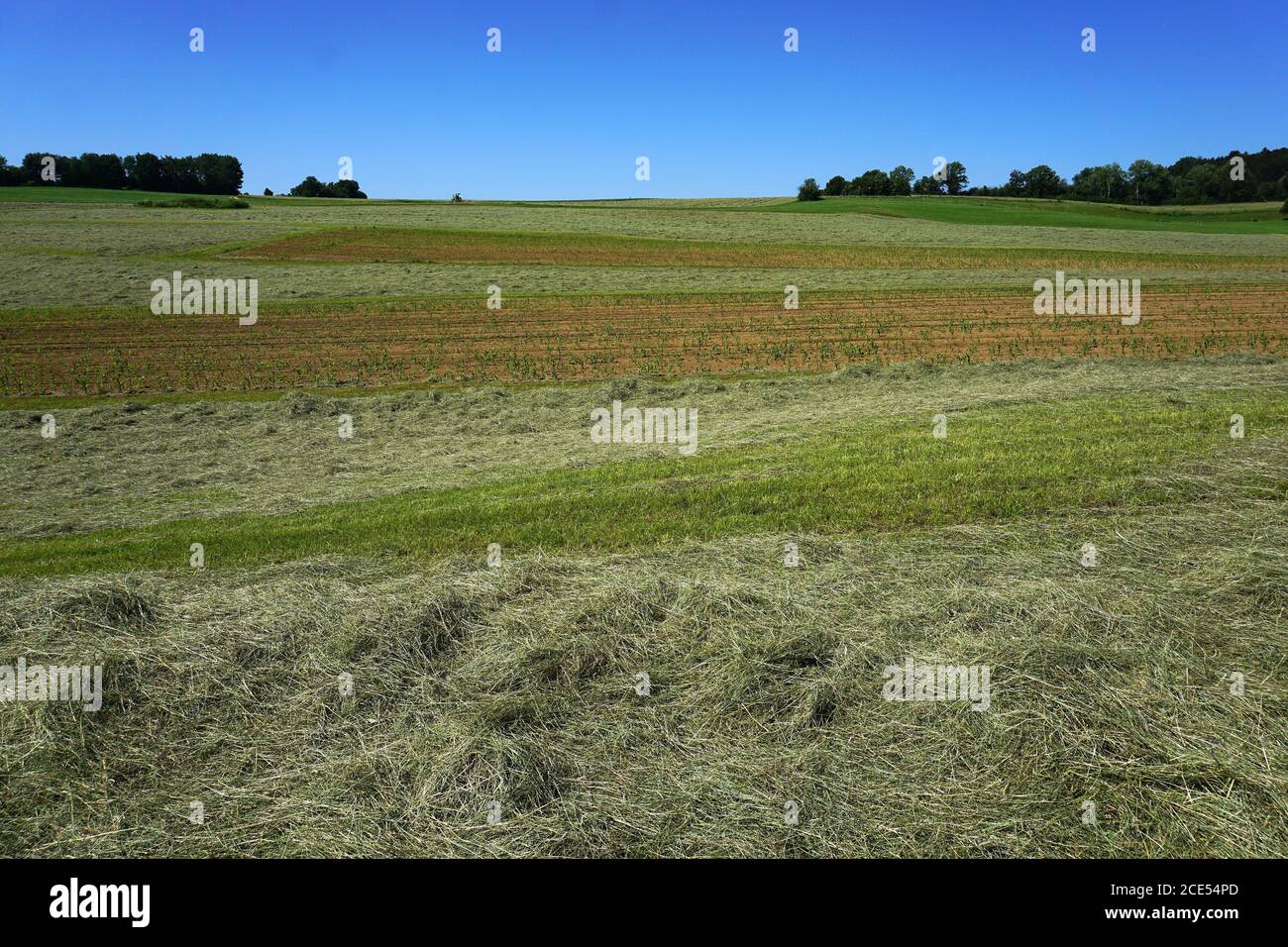 Raccolto di fieno sull'Alb Svevo, Germania Foto Stock