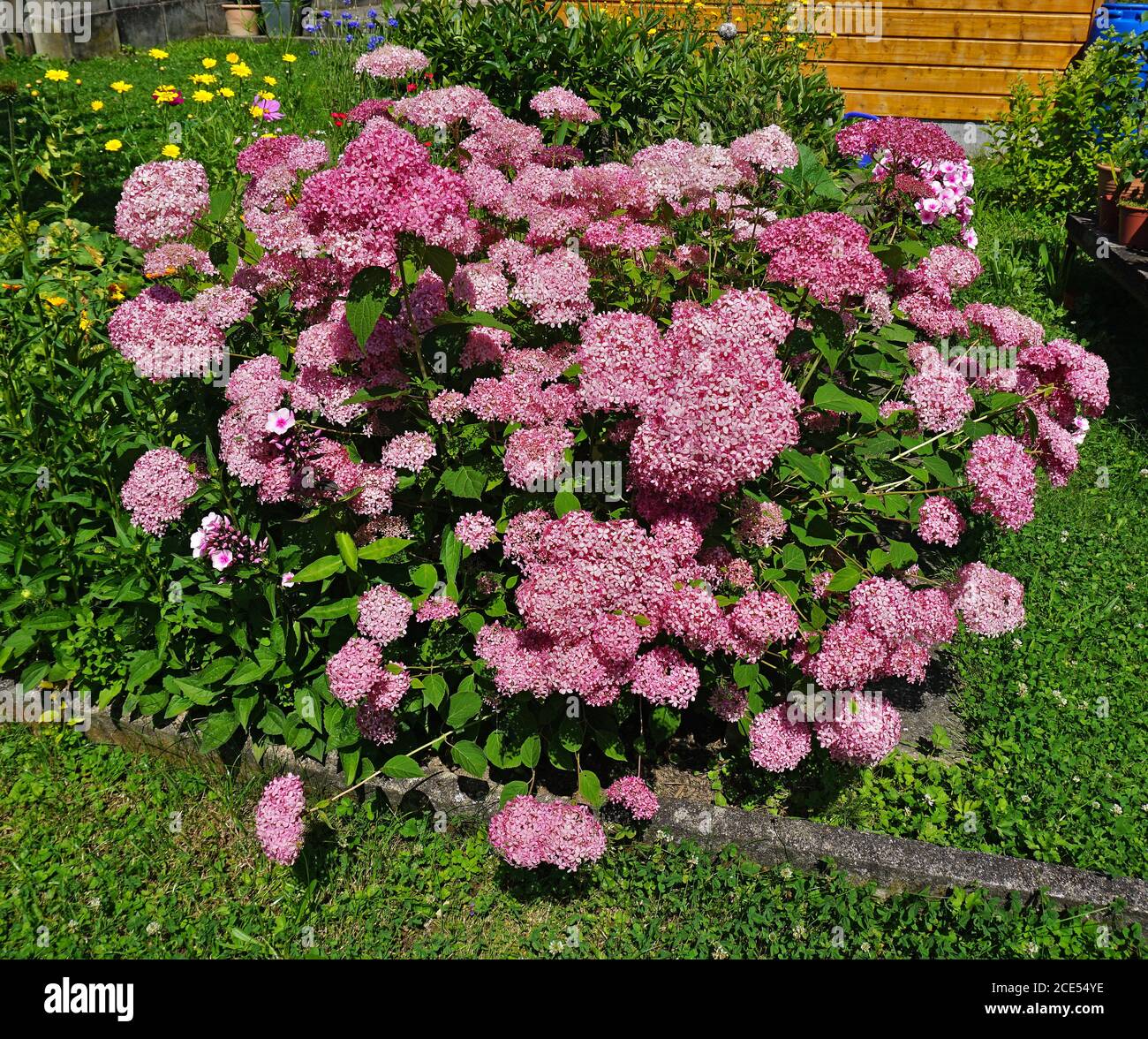 Idrangea, Hydrangea paniculata; Foto Stock