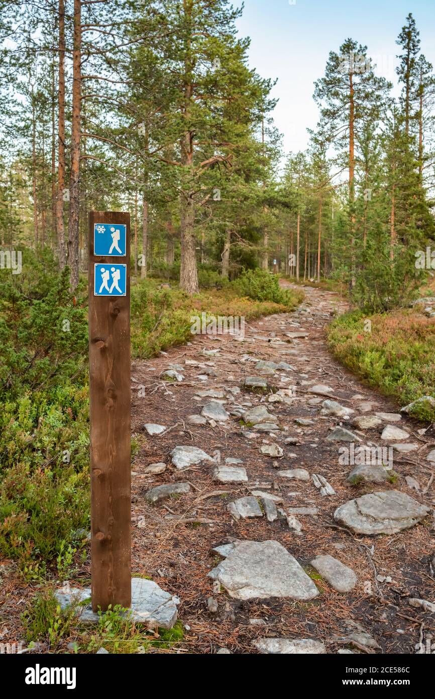 Un piccolo sentiero escursionistico attraverso una vecchia pineta in Finlandia. Foto Stock