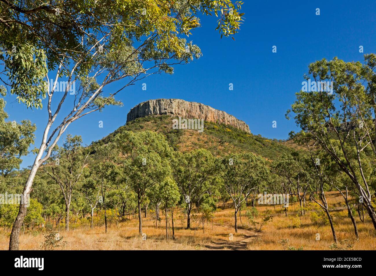 Lords Table Mountain nel Peak Range National Park che sorge in cielo blu con primo piano rivestito di alberi di gomma nell'entroterra Queensland Australia Foto Stock