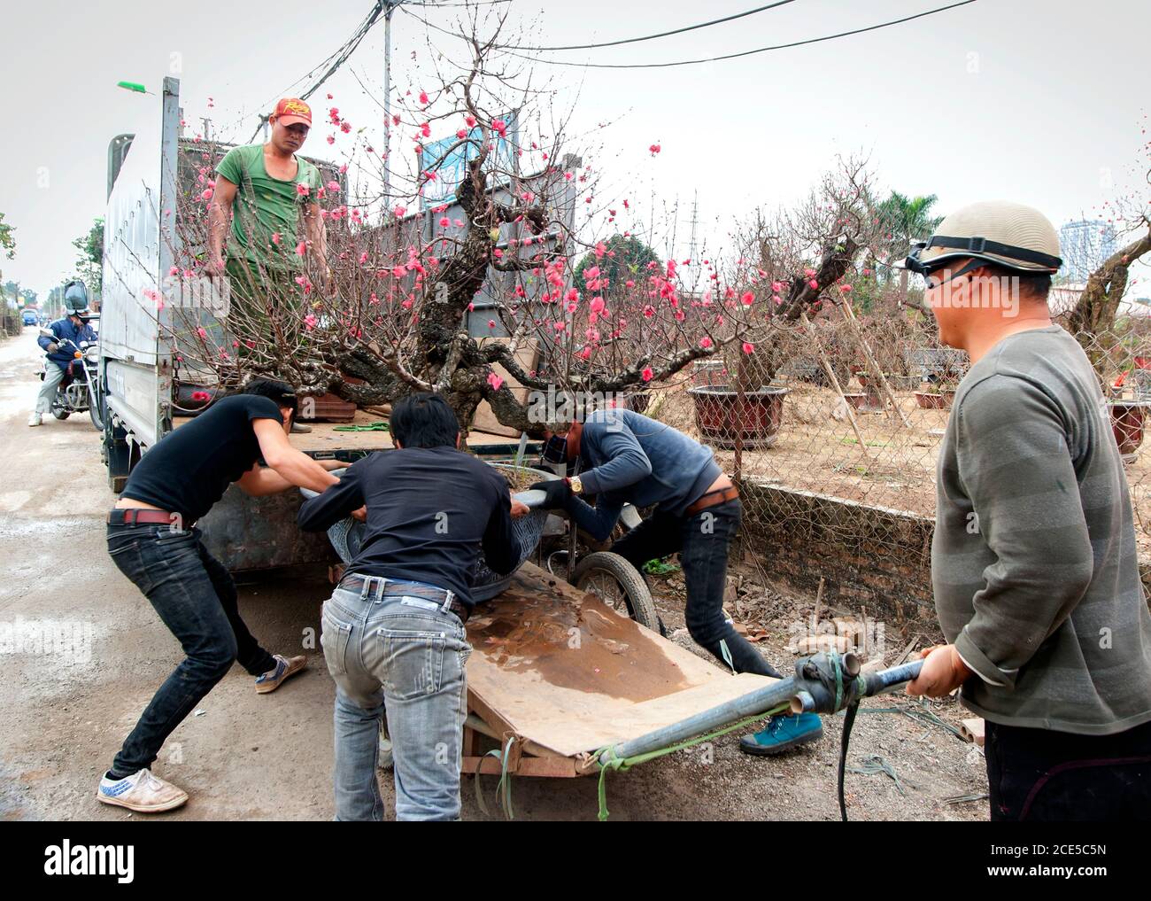 Nhat Tan giardino fiorito, un sobborgo di ha noi, Vietnam in primavera Foto Stock