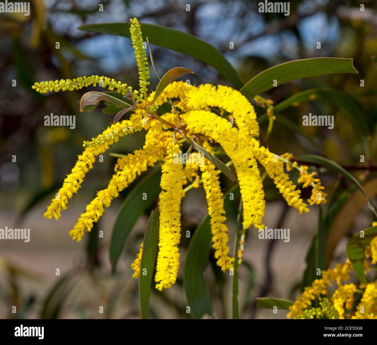 Gruppo di lunghi fiori gialli vividi e foglie verdi di picchiettio, sottospecie longicoma di Acacia crassa, nell'entroterra australiano Foto Stock