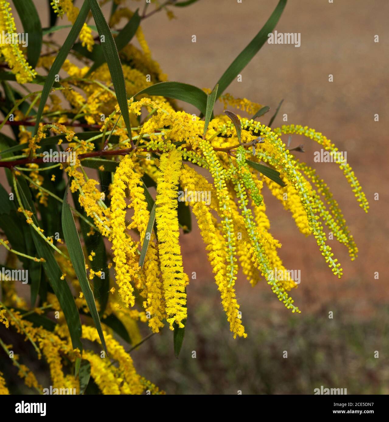 Gruppo di lunghi fiori gialli vividi e foglie verdi di picchiettio, sottospecie longicoma di Acacia crassa, nell'entroterra australiano Foto Stock