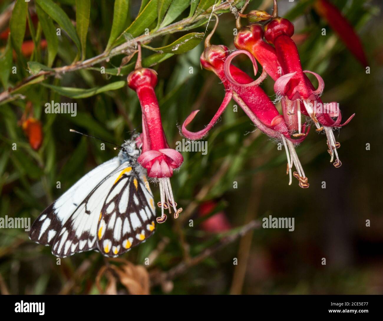 Gruppo di fiori rossi vividi e foglie verdi di Eremophila maculata, emu Bush, arbusto nativo nel Queensland Outback con farfalla su fiori tubolari Foto Stock