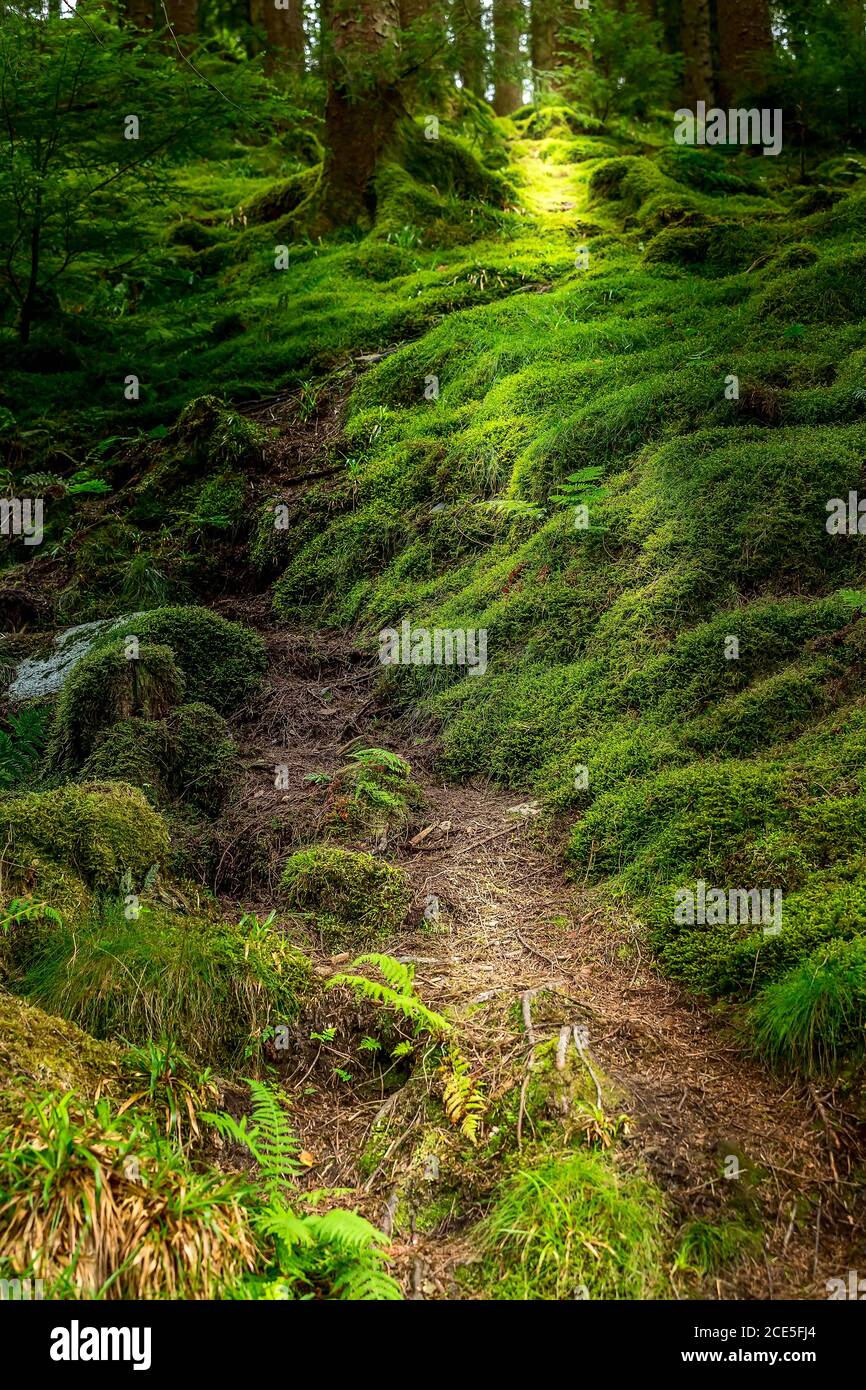 Norvegese troll misterioso percorso forestale Foto Stock