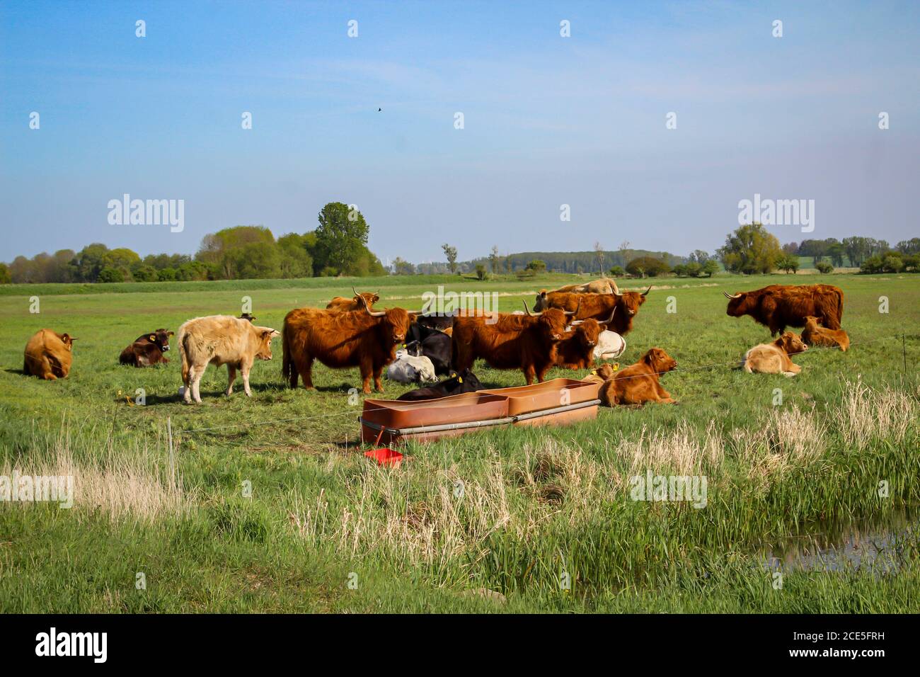 Bestiame e mucche pascolano in un pascolo o in un paddock Foto Stock