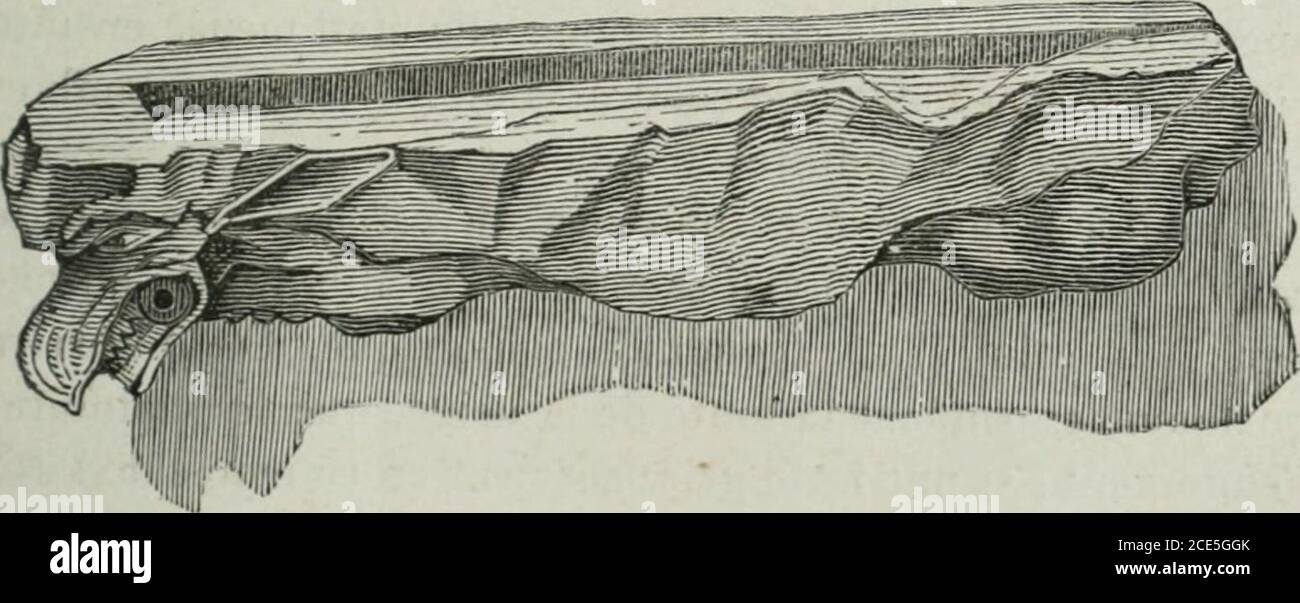 . Eléments d'archéologie chrétienne . Gargouille de léglise de Saint Pierre, à Louvain (milieu du xve siècle). Fig. 2.. Gargouille de léglise de Saint Pierre, à Louvain (milieu du xve siècle). En parlant des gargouilles des édifices ogivaux, Viollet- 196 dœuvre le-Duc sexprime de la manière suivante : Beaucoup deces gargouilles, dit-il, sont des chefs-sûres de sculp-ture ; cest tout un monde danimaux et de personnagescomposés avec une grande énergie et des toutes, par toutes et des mains. CES êtres sattacentadroitement aux larmiers, se sudent à larchitecture etdonnent aux Foto Stock