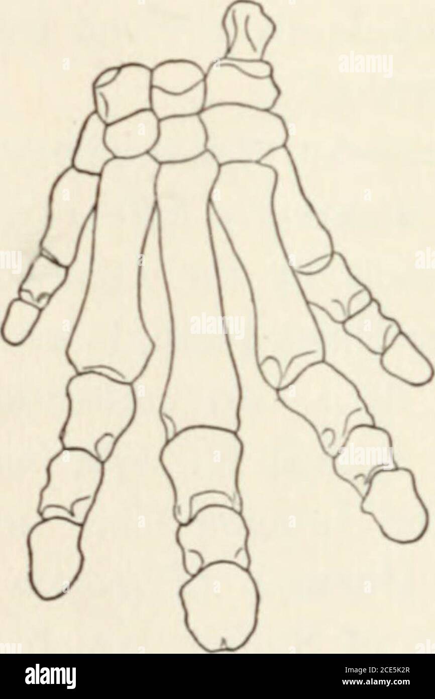 . Il cavallo e i suoi parenti . pparently differisce dal genere americano alleato soltanto per il carattere somwhathermimpler dei denti superiori di guancia, in cui le creste trasversali ancora mantengono i loro due costituenttubercles. Resti del tipico H. leporimunare sono stati ottenuti dal London Clay nearHeme Bay, Sheppey, e Harwich {Pliolophiis), e anche dal Red Crag di Suffolk, che, in questo caso asin, contiene spesso fossili lavati dal London Clay. I resti includono diversi teschi morei o meno imperfetti e mascelle inferiori e un solo esempio del femore. Qui la nostra conoscenza dell'histo evolutivo Foto Stock