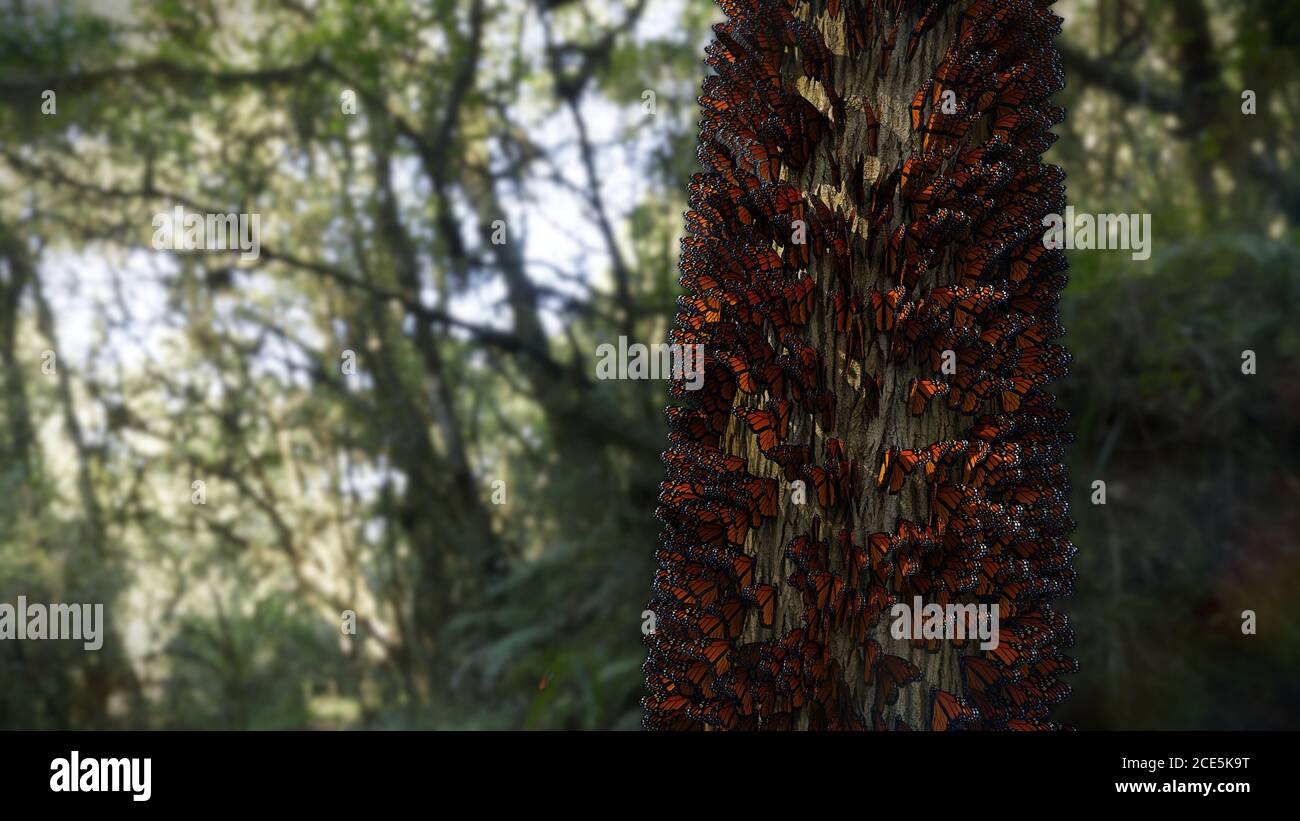 Sciame di farfalle monarca testando su un tronco di albero, migrando Danaus plexippus gruppo Foto Stock