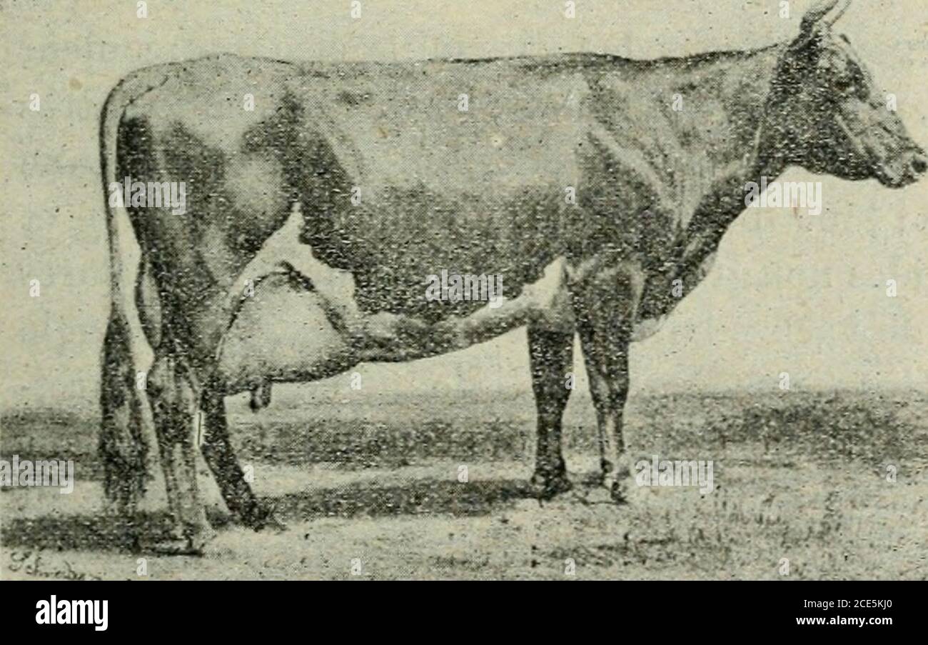 . Nouveau manuel complet d'industrie laitière pour la Province de Québec . (Fig. 1) non gras. Ces vaches résistant bien au froid, leurlait donne un beurre et un fromage de qualité su-périeure. Leur production de lait est régulière etvaie peu dans le cours de lannée ; elles peuvent secroiser avantageusement avec les vaches communes,les Shorthorn et les Jersey. D'industrie LAITIERE 115 la figura 1 représente un taureau Ayrshire, em-entor, n. 3355, un fils de la fameuse vache duchesseof Sniithfield qui eut un record de 10700 lbs delait dans une année et de 19 lbs 6 onces de beurreen une semaine. Foto Stock